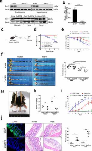 Figure 2. Increased susceptibility of Cldn-7 knockout mice to DSS-induced colitis. (a) Western blot experiments were performed in tissues from CreERT2 and CreW mice. (b) Relative mRNA expression level of Cldn-7 in colonic epithelia (****p < .0001). (c) Schematic protocol used to induce colitis. CreW and CreERT2 mice were fed 3%DSS or tap water for 7 days. (d) Kaplan-Meier survival plots described colitis-induced animal mortality (CreERT2+DSS vs CreW+DSS, p < .0001). (e) Changes in body weights were measured as percentage of the initial weight at the start of the experiments (CreERT2+DSS vs CreW+DSS, **p < .01, ***p < .001, ****p < .0001, n = 6). (f) Gross morphology and length of colon from mice either untreated or treated with DSS for 7 days (**p < .01, ****p < .0001, n = 10). (g) Representative photograph of rectal bleeding from the mice treated with DSS. (h) Spleen weights (*p < .05, n = 4). (i) Daily recorded DAI score (CreERT2+DSS vs CreW+DSS, *p < .05, **p < .01, ****p < .0001, n = 6). (j) Representative H&E-stained colon sections and colonic pathological scores for inflammation, extent of injury, crypt damage and regeneration (*p < .05, ***p < .001, n = 8). Images were acquired with Nikon Eclipse 80i microscope. Scale bars: 50 µm