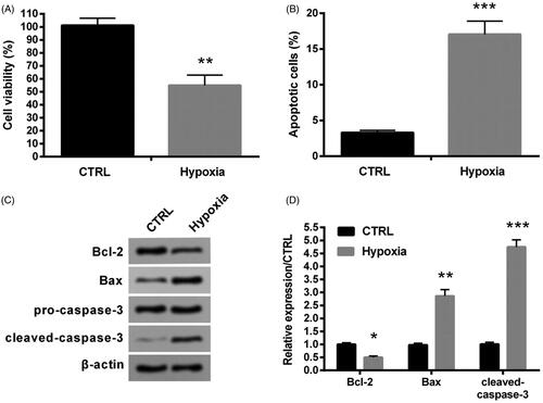 Figure 1. Hypoxia caused damage in H9c2 cells. (A) Cell activity was valued through MTT method. (B) Apoptosis was tested through flow cytometry. (C–D) Levels of apoptosis related factors were tested through western blot analysis. CTRL, control. *p < .05, **p < .01 and ***p < .001 contrasted with control group.