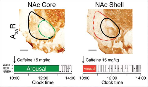 Figure 4. The arousal effects of caffeine are abolished in rats with site-specific deletion of A2A receptors (A2AR) in the shell of the nucleus accumbens (NAc). To identify the neurons on which caffeine acts to produce arousal, A2A receptors were focally depleted by bilateral injections of adeno-associated virus carrying short-hairpin RNA for the A2A receptor into the core (dashed green line in the left panel) or shell (dashed red line in the right panel) of the NAc of rats.Citation61 Typical hypnograms that show changes in wakefulness and in rapid eye movement (REM) and non-REM (NREM) sleep after administration of caffeine at a dose of 15 mg/kg indicate that rats with a shell, but not a core, knockdown of the A2A receptors showed a strongly attenuated caffeine arousal. Green and red areas in the hypnograms represent wakefulness after caffeine administration that correspond to the depletion of A2A receptors in the respective core and shell of the NAc.