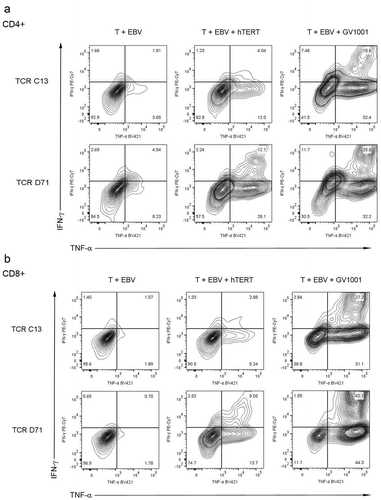 Figure 6. TCR transfected T cells respond to naturally processed hTERT epitopes.Primary T cells were expanded for 10 days and frozen at liquid nitrogen. The cells were thawed and electroporated with mRNA encoding TCR C13_RQR8 or D71_RQR8. After 24 h in culture, the cells were stimulated with irradiated EBV-transformed cells ± hTERT protein (2 μM) or peptide GV1001 (20μM). The cultures were incubated overnight and analysed by flow cytometry. (a) and (b) show INFγ/TNFα staining for CD4+and CD8+ T cells, respectively. Top panels in (a) and (b) show data for C13-transfected T cells, bottom panels show data for D71 T cells. The figures include all electroporated cells, also those where RQR8 and the TCR were not detectable.