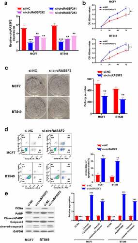 Figure 3. Knockdown of circRASSF2 inhibits BC cells proliferation and induced apoptosis. (a) The knocking efficiency was detected by qRT-PCR. (b) CCK-8 assay was used to detect the proliferative activity in different groups of MCF7 and BT549 (si-NC and si-circRASSF2) at different times (0 h, 24 h, 48 h and 72 h). (c) Clone formation assay was used to detect the clone formation ability of different groups of MCF7 and BT549 cells (si-NC and si-circRASSF2). (d) Flow cytometry was used to detect the level of apoptosis in different groups of MCF7 and BT549 (si-NC and si-circRASSF2). (e) Western blotting assay was used to detect the protein levels of PCNA, Cleaved-PARP and cleaved-caspase3 in different groups of MCF7 and BT549 (si-NC and si-circRASSF2). *, P < 0.05; **, < 0.01; ***, P < 0.001