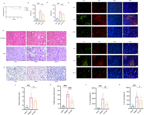 Figure 5 VX-702 alleviated the severity of S-AKI. (A) Kaplan-Meier’s survival curve of different groups within 24 h after incision infection. (B and C) The concentrations of SCr and BUN at 24 h after incision infection (n=10). (D) Histopathology (HE and PAS staining) of kidney tissues at 24 h after incision infection. Images, × 400. (E) The TUNEL assay of kidney tissues at 24 h after incision infection. Images, × 400. (F and G) Quantification was represented in panel. (H and I) The immunofluorescence of IL-1β and IL-6 in kidney tissues at 24 h after incision infection. Images, × 200. (J and K) The concentrations of IL-6 and IL-1β in serum (n=10). Original scale bar, 100 μm. Data are expressed as mean ± standard deviation. The difference between sham group, DMSO group and VX-702 group was made using unpaired Student’s t-test for normally distributed data. Arrows indicate the damaged renal tubule. *p<0.05 **p<0.01 ***p<0.001.