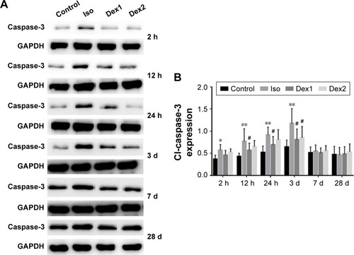 Figure 1 (A) Dexmedetomidine reduces isoflurane-induced activation of caspase-3 (17 kD). (B) Caspase-3 protein expression level in each group at 2 h, 12 h, 24 h, 3 day, 7 day and 28 day after isoflurane anesthesia. Quantification of caspase-3 is normalized to GAPDH.