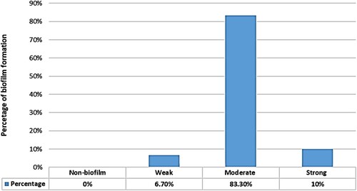 Figure 4. Biofilm formation percentage for E. coli isolates (O.D control = 0.07).