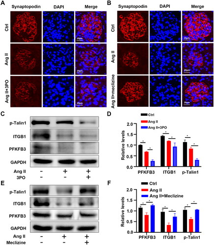 Figure 3. PFKFB3 participated in the regulation of adhesion molecule expression in vivo. Representative immunofluorescent staining of synaptopodin (podocyte‐specific marker, red) and DAPI (blue) in 3PO (A) or meclizine (B) treated groups, Scale bars:20µm. (C) Representative Western blots of phosphorylation of Talin1 and active ITGB1, and PFKFB3 in each treatment groups of mice. (D) Quantitative determination of Western blots of PFKFB3, ITGB1, p-Talin1 expression in each group (n = 6), *p < 0.05. (E) Representative Western blots of phosphorylation of Talin1 and active ITGB1, and PFKFB3 in each treatment groups of mice. (F) Quantitative determination of Western blots of PFKFB3, ITGB1, p-Talin1 expression in each group (n = 6), *p < 0.05.