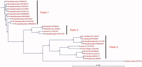 Figure 1. Phylogenetic relationship of Misgurnus spp. based on their mitogenomes. The phylogenetic tree was constructed using CLC Genomics Workbench (ver. 9.5.3) and the neighbor-joining method. Numbers above branches indicate bootstrap values for 1000 replicates. The phylogenetic tree consists of three major clades.