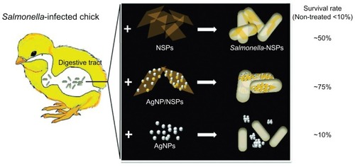 Figure 8 The nanoscale silicate platelet (NSP) and silver nanoparticle (AgNP)/NSP, but not AgNPs, are well dispersed in the digestive tract and effectively rescue Salmonella-infected chicks from death.