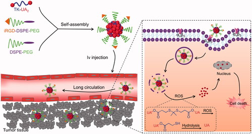 Scheme 1. Illustration of the UA-based DPNS and its active targeting to GC and intracellular ROS-triggered drug release.