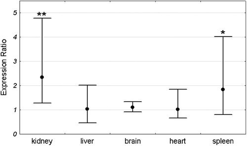 Figure 4. Pir expression ratio in each organ of Sod1−/− female mice relative to wild-type females. Dots represent the mean expression ratios (fold changes) over the Sod1+/+ and error bars represent the standard errors. Asterisks denote the statistical significance of difference between Sod1−/− and Sod1+/+ (pair-wise fixed reallocation randomization test; **P < 0.01, *P < 0.05). n = 8 animals with each genotype.