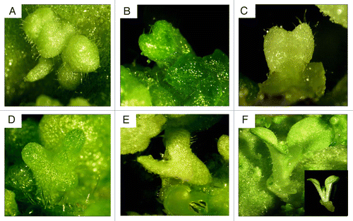 Figure 1. Various stages of direct somatic embryogenesis of Nicotiana tabacum. (A) Fused globular stage embryos;(B) early heart shape stage; (C) heart shaped stage; (D) early torpedo stage; (E) torpedo stage; (F) cotyledonary stage. Pictures were taken by Nikon I X -SMZ1500.