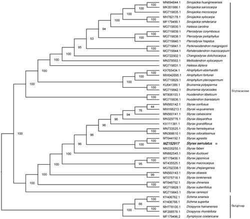 Figure 1. Maximum-likelihood tree showing the relationship among Styrax serrulatus and representative species within Styracaceae, based on whole chloroplast genome sequences, with 3 taxa from Ericales as an outgroup. The bootstrap supports the values shown at the branches.