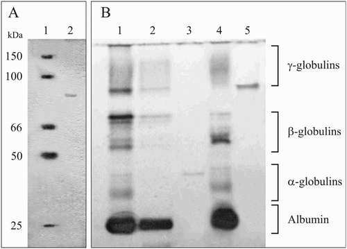 Figure 1 Polyacrylamide gel electrophoresis of prothrombin and fibrinogen. A – SDS-PAGE electropherogram of prothrombin (BaSO4 eluate). Line 1 – molecular mass markers; Line 2 – prothrombin. B – non-denaturing PAGE of prothrombin and fibrinogen. Line 1 – rat's blood plasma; Line 2 – supernatant after proteins adsorbtion on the BaSO4 (1.5% final); 3 – prothrombin (BaSO4 eluate); Line 4 – supernatant after proteins sedimentation in Na2SO4 (10.67% final); Line 5 – fibrinogen (Na2SO4-precipitate dissolved in PBS 10 mM, pH 7.4).