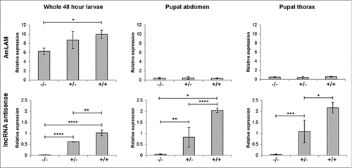 Figure 4. Relative expression of AmLAM and an antiLAM lncRNA transcript at multiple stages of development. Transcript levels were measured via quantitative PCR and normalized against CAM and TBP transcript levels; normalized results from CAM and TBP were averaged. Expression of both transcripts in 48-h larvae, and pupal thorax and abdomen relative to a single pupal abdomen sample are shown. The level of significance is indicated by: *P <0.05; **P<0.01; ***P<0.001; **** P<0.0001. The methylation status of an allele is indicated by “–” (non-methylated) or “+” (methylated).