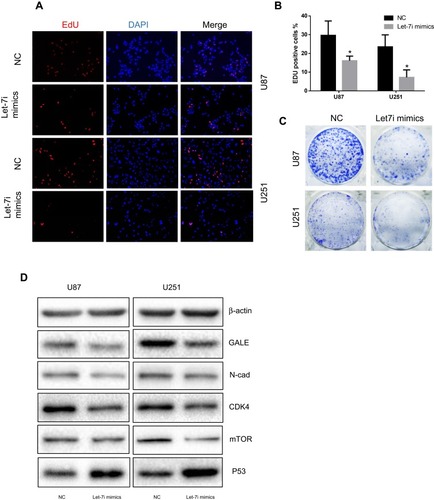 Figure 6 Overexpression of miR-let-7i-5p reduces the proliferation of glioma cells. (A, B) EdU assays performed 48 h after transfection. (C) The clonogenicity of glioblastoma cells treated with miR-let-7i-5p mimics was decreased. (D) The expression levels of EMT markers, cell cycle regulatory factors, and other possible cell signaling pathway proteins were compared between the NC and miR-let-7i-5p mimic groups by Western blot analysis. *P < 0.05.