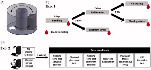 Figure 1. Experimental design for testing the effects of chasing stress. (A) A schematic of the chasing robot and donut maze. (B) Procedure for Exp. 1 for the measurement of plasma corticosterone levels. (C) Procedure for Exp. 2 for behavioral tests following the chasing stress.