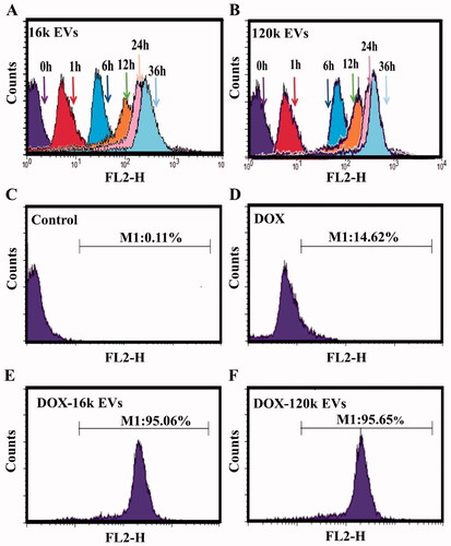 Figure 3. Flow cytometric evaluation of the cellular uptake of DOX-16K EVs (A) and DOX-120K EVs (B) at 0, 1, 6, 12, 24, and 36 h. The cellular uptake of the control group (C), free DOX (D), DOX-16k EVs (E), and DOX-120k EVs (F) at 36 h. The concentration of DOX is 1 µg/mL.