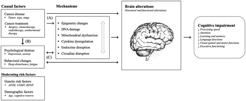 Figure 1. Several pathways are hypothesized to underlie the detrimental impact of cancer and cancer treatments on the brain and cognitive functions. First, cancer and cancer treatments (e.g., chemotherapy) may either directly, or indirectly through various pathophysiological mechanisms including epigenetic changes, DNA damage and oxidative stress, mitochondrial dysfunction, pro-inflammatory cytokine release, and endocrine and circadian disruptions, result in brain alterations and cognitive impairment (A). These mechanisms should be regarded as co-occurring and dependent processes as indicated by the white arrow. Second, cancer and cancer treatments may lead to increased psychological distress (e.g., symptoms of depression and anxiety) and behavioral changes (e.g., sleep disturbances), which may again, either directly or indirectly, impact the brain and cognitive functions (B+C). Third, activated mechanisms and associated brain alterations, as well as cognitive changes, may on their own have a negative impact on psychological and behavioral factors resulting in a negative feedback loop (C). Finally, known genetic and demographic risk factors may moderate these pathways.