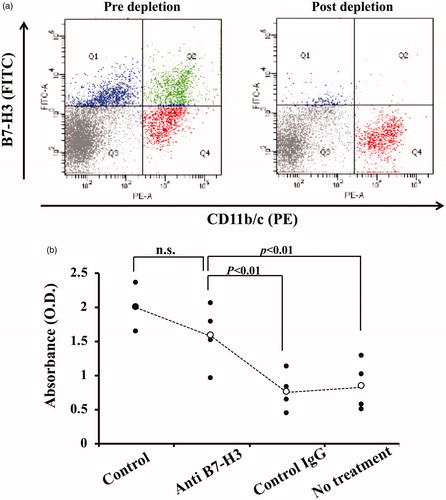 Figure 2. Restoration of T-cell proliferation by depletion of B7-H3-expressing cells. (a) B7-H3-expressing cells were depleted from liposome-loaded splenocytes, as described in Materials and Methods. Most B7-H3-expressing cells were depleted. Data presented in the figure are representative of at least three independently conducted experiments. (b) B7-H3-expressing cell depleted splenocytes were cultured in the presence of Con A (3 µg/ml) for 3 days. T-cell proliferation was assayed. Results of four independent experiments are shown. Significant differences were found among four groups (p < .01, non-repeated measures ANOVA). Depletion of B7-H3 expressing cells significantly restored T-cell proliferation (p < .01, post-hoc test). Control, splenocytes derived from saline-loaded rat; Anti-B7-H3, B7-H3-expressing cells were depleted from liposome-loaded splenocytes using rabbit polyclonal anti-rat B7-H3 IgG; Control IgG, B7-H3-expressing cells were depleted from liposome-loaded splenocytes using normal rabbit IgG; No treatment, liposome-loaded splenocytes with no treatment.