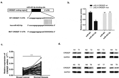 Figure 7. MiR-423-5p targeted CREBZF with a negative relationship. (a) Complementary sequence of miR-423-5p and CREBZF 3′UTR. (b) Dual luciferase reported assay experiment. (c) CREBZF mRNA levels in 60 tissue samples were lower than those in normal tissue samples via qRT-PCR. (d) CREBZF protein in eight pairs of selected tissue samples was poorly expressed compared with that in adjacent tissues by Western blotting.