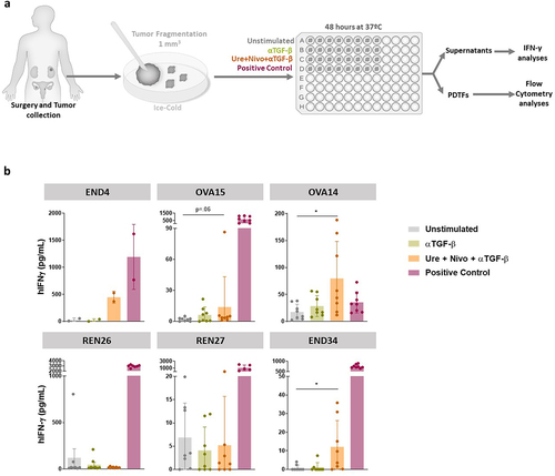 Figure 6. Nivolumab plus urelumab plus anti-TGF-β stimulate IFNγ secretion in a fraction of tumor-derived fragments from cancer patients.