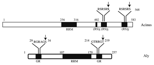 Figure 1. Nuclear Akt phosphorylates SR proteins. Acinus and Aly both contain RRM (RNA recognition domain) and reside in the nuclear speckles. These two proteins are also implicated in pre-mRNA splicing. Akt phosphorylates both of them, regulating their subnuclear residency and biological functions. Arrows indicate Akt phosphorylation residues.
