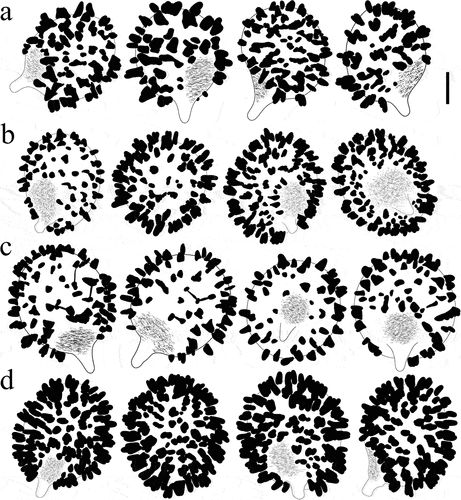 Figure 13. Spore drawings showing ornamentation in Melzer reagent. (a) Russula paragraveolens (HMAS281158, holotype). (b) R. pseudograveolens (HMAS287384, holotype). (c) R. shigatseensis (HMAS287389, holotype). (d) R. yadongensis (HMAS287386, holotype). Scale bar = 2 μm.