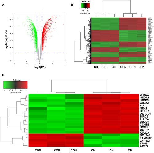Figure 4 Identification of differentially expressed genes (DEGs) in the CH and CON groups using gene expression profiling chips. (A) Volcano plot of CH and CON groups. (B) Heatmap of DEG expression. (C) Heatmap of expression of 20 hub genes. PIF1* (the gene we studied).