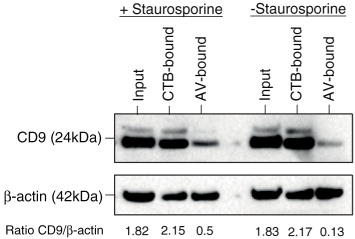 Fig. 5.  EVs from steady state versus apoptotic MSC cultures. MSC was cultured in chemically defined medium for 72 hours and then treated with or without 1 µM staurosporine for 3 hours. The media were then harvested and extracted with CTB or AV, and the extracts analysed for CD9 and actin by western blot. The CD9 and actin signals were scanned and the CD9 signal in each extract was normalized to actin.