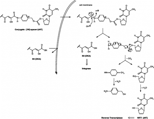 Figure 2 Design and proposed mechanism of conversion of double-drugs to d4T and IN inhibitor.