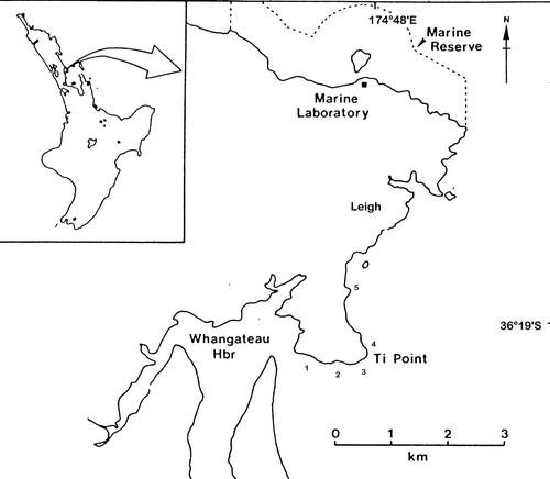 Figure 1  Map showing location of transect sites. 1, Whangateau harbour entrance (3 transects); 2, Torkington Bay (6 transects); 3 and 4, either side of Ti Point headland (3 transects and 5 transects respectively); 5, Mathesons Bay (5 transects). Modified from Sewell (1990). Dotted area represents boundary of Leigh Marine reserve.