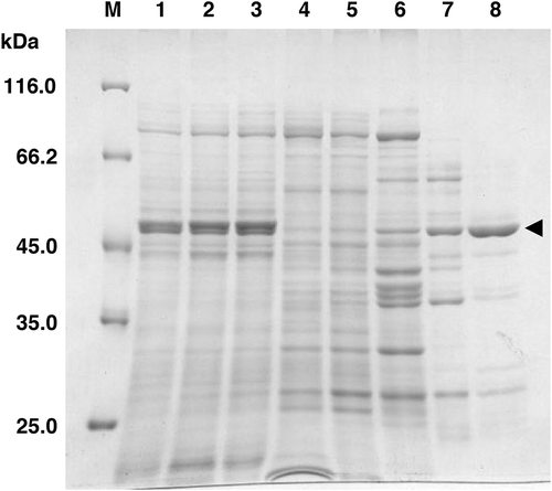 Figure 2. SDS-PAGE analysis of the purification of common buckwheat rhamnosyltransferase.Proteins from each purification of common buckwheat rhamnosyltransferase were separated on 10% SDS-PAGE. Lanes 1–6, 10 µg each of crude extract, ammonium sulfate precipitation, ultracentrifugation, Phenyl Sepharose CL-4B, Sephadex G-100, and DEAE Sepharose CL-6B, respectively; lane 7, 4 µg of Reactive Green19 agarose; lane 8, 2.5 µg of Mono-Q fraction; lane M, standard proteins (unstained protein molecular weight marker, Pierce). The gel was stained with Coomassie brilliant blue R-250. Arrowheads indicate purified rhamnosyltransferase.