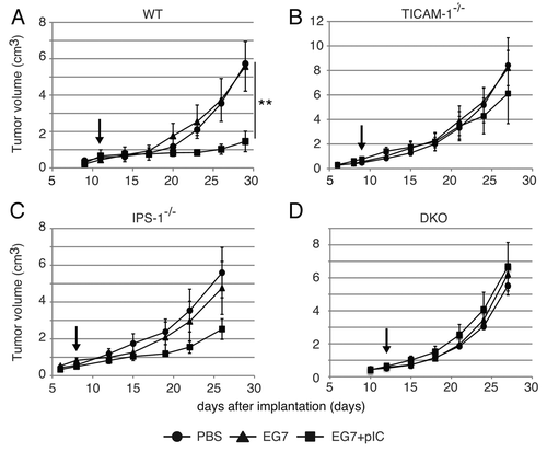 Figure 2. PolyI:C-induced tumor retardation is dependent on the TICAM-1 pathway. Antitumor effect of polyI:C on various KO mice were evaluated by using in vivo mouse tumor implant model. EG7 cells were inoculated to WT (A), TICAM-1−/− (B), IPS-1−/− (C) and DKO mice (D) on day 0. PBS (●), EG7 lysates (▲) or EG7 lysates + polyI:C (■) were s.c. administered around the tumor. The adjuvant therapies were started at the time indicated by the arrows and injected twice per week. Each group have 3–4 mice and error bar shows ± SEM. Data are representative of two independent experiments. **, p < 0.01