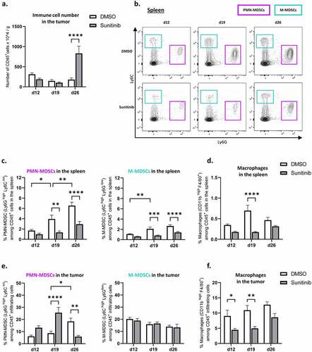Figure 4. Sunitinib decreases myeloid populations in the spleen over time but transiently increases PMN-MDSCs infiltrating the tumor. In the same experimental settings as described before, CT26-bearing mice were treated or not with sunitinib (d5 to d18). Tumors and spleens were harvested at d12, d19 or d26 to perform phenotyping analysis by flow cytometry (n = 14–18 mice/group/day).