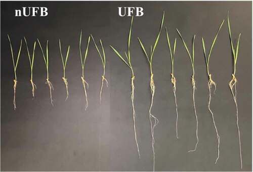 Figure 2. Images of wheat seedlings grown in the control non-UFB water (nUFB) and higher concentration (7.07ｘ107 ml−1) UFB water (UFB) with zero nutrients (12 days after seeding).