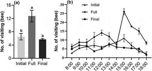 Figure 4. The number and dynamics of visiting bees (mean ± SE) at different flowering stages of S. davidii, initial, full and final. (a) Number of visiting bees, (b) the dynamic of visiting bees. Different letters indicate a significant difference in different flowering periods (p < .05).