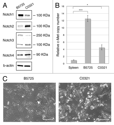 Figure 1. Characterization of two TNBC cell lines B5725 and C0321 established from the Lfngflox/flox;MMTV-Cre mouse model. (A) Western blot analysis for Notch receptors in B5725 and C0321 cells. β-actin is included as loading control. (B) Copy numbers of the Met gene in B5725 and C0321 cells determined by quantitative PCR, and normalized to that of spleen cells in syngeneic FVB mouse. Shown are mean values ± standard errors derived from triplicate PCR for each sample. *P < 0.05, ***P < 0.0005. (C) Phase-contrast images of B5725 and C0321 cells in 2D culture. White arrow points to the filopodium-like protrusion. Scale bars: 50 μm.