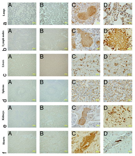 Figure 3. The F1 antigen of Y. pestis was identified by Immunohistochemitry staining. Bacteria were visualized as those expressing F1 antigen (brown and yellow stain). Numerous bacteria were observed in the tissues of lungs (a), lymph node (b), liver (c), spleen (d), kidney (e), and heart (f) of one dead animal of the Y. pestis 201 group (C) and control animals (D).