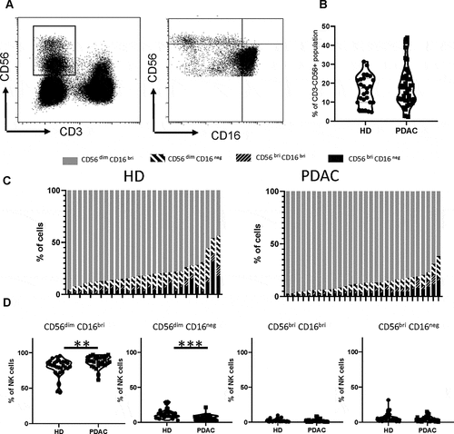 Figure 1. Patients with PDAC have normal numbers of NK cells within blood but expression of CD16 is increased on the CD56dim subset