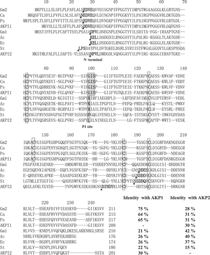 Figure 4. Amino acid sequence comparisons of AKPI1 and AKPI2 with various KPIs from plants.Arrowheads indicate the processing sites of mature proteins. Cysteine residues are indicated by boxes. The deduced P1 amino acid residues (or reactive sites) are indicated by boxes with gray shading. Gm2, Glycine max Kunitz-type trypsin inhibitor (ACA23207.1); Ca, Cicer arietinum Kunitz-type trypsin inhibitor (NP_001266050.1) [Citation24]; Ps, Pisum sativum Kunitz-type protease inhibitor (O82711.1); Gm1, Glycine max Kunitz-type trypsin inhibitor (P01070.2); Ac, Acacia confusa Kunitz-type Protease Inhibitor (AAA32618.1) Ec, Enterolobium contortisiliquum Kunitz-type trypsin inhibitor (P86451.1); St, Solanum tuberosum Kunitz-type protease inhibitor (P58515.1).