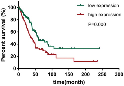 Figure 2. Kaplan-Meier survival curves of overall survival (OS) based on CENPU expression.OS rate of patients with low-expression of CENPU were remarkably lower than those of the CENPU-overexpressed patients (log-rank test, P < 0 001)