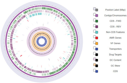 Figure 1. The circular view of the L. plantarum 13–3 strain along with the genomic features generated by BVBRC.