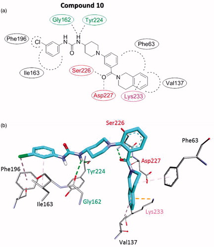 Figure 3. Proposed interaction binding pattern between the active (phenylureido)piperidinyl benzamides compound 10 and the AtlE binding site based on molecular docking calculations, depicted in (a) 2D and (b) 3D. It comprises two hydrogen bonds acceptors (Gly162 and Tyr224), two hydrogen bond donors (Ser226 and Asp227), several hydrophobic interactions with Phe63, Val137, Ile163, and Phe196 and Lys233 electrostatic cation-Pi interaction. Green residue represents hydrogen bond acceptor, red residues hydrogen bond donors, black residues form hydrophobic interactions and magenta residue forms electrostatic cation–Pi interaction.
