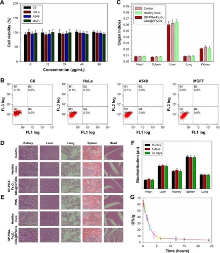 Figure 5 In vitro and vivo toxicity of GP-PGA-Fe3O4-CDs@BPQDs nanoplatform.Notes: (A) Relative viability of C6, HeLa, A549, and MCF7 cells treated with GP-PGA-Fe3O4-CD@BPQD nanomicelles. (B) Flow-cytometry analysis of C6, HeLa, A549, and MCF7 cells before and after incubation with GP-PGA-Fe3O4-CDs@BPQDs. (C) Comparison of organ indices of mice treated with PBS, healthy, and GP-PGA-Fe3O4-CD@BPQD groups after 30 days. H&E-stained images of major organs from PBS, healthy mice, and mice treated with GP-PGA-Fe3O4-CDs@BPQDs, taken 5 days (D) and 30 days (E). (F) Biodistribution of P in the major organs of mice with without or GP-PGA-Fe3O4-CD@BPQD injection at different postinjection time points. (G) Blood-circulation data of GP-PGA-Fe3O4-CDs@BPQDs after intravenous injection.Abbreviations: GP, genipin; PGA, polyglutamic acid; CD, carbon dot; BPQD, black phosphorus quantum dot.