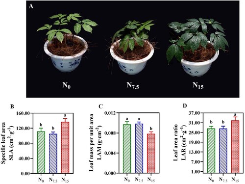 Figure 3. Leaf phenotypic traits in P. notoginseng grown under different nitrogen deficiency levels (A). (B) SLA is the specific leaf area (cm2·g−1); (C) LAM is the leaf mass per unit area (g·cm−2); (D) LAR is the leaf area ratio (cm2·g−1). Green represents N0, bule represents N7.5, red represents N15. Values for each point were means ± SD (n = 3). Significant differences are indicated by letters (ANOVA; P <  0.05).