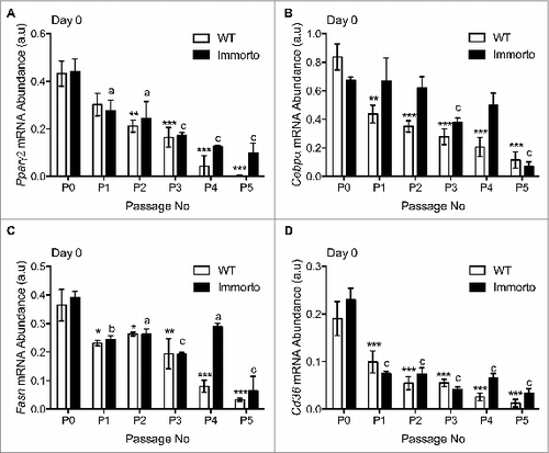 Figure 4. Quantitative RT-PCR analysis of (A) Pparγ2, (B) C/ebpα, (C) Fasn and (D) Cd36. n = 3 per passage number for wildtype and immorto APs at day zero before adipogenic differentiation. Data are represented as mean ± SEM. *P < 0.05, **P < 0.01, ***P < 0.001 for Two-way ANOVA compared to wildtype P0. a = P < 0.05, b = P < 0.01, c = P < 0.001 for Two-way ANOVA compared to Immorto P0.