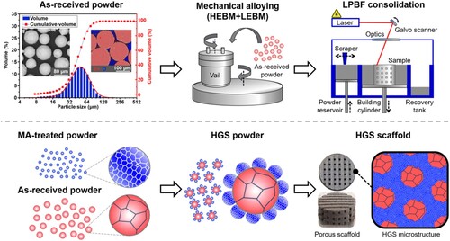 Figure 1. Characterisation of the as-received Zn powders (particle morphology, cross-sectional EDS analysis, and particle size distribution), and a schematic diagram of the combined MA and LPBF process for preparing HGS Zn.