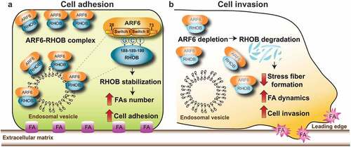 Figure 1. Mechanisms though which ARF6-RHOB regulates breast cancer cell invasion. (a) ARF6 interacts with RHOB. The interaction requires the tripeptide “GCI” (glycine, cysteine, and, isoleucine) residues (188–190) of RHOB and the effector domain regions, Switch I and Switch II (28–73) of ARF6. ARF6 is essential for RHOB protein stability and the regulation of its subcellular localization. Specific targeting of ARF6 to the plasma membrane or endosomal vesicle promotes the recruitment and colocalization of RHOB to these membrane microdomains, thereby controlling cell adhesion by increasing focal adhesion (FA) formation. (b) ARF6 depletion promotes the loss of RHOB from endosomal vesicles and plasma membrane, leading to RHOB degradation. Inhibition of ARF6-RHOB complexes reduces stress fiber formation, increases FA dynamics, promoting breast cancer cell invasion.