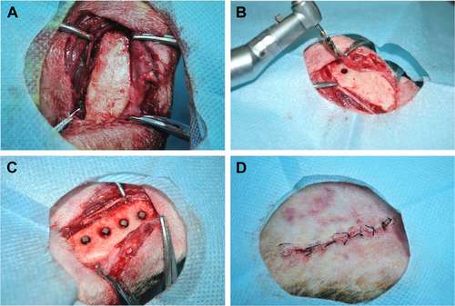 Figure S2 Implantation surgery on a beagle dog.Notes: (A) The incision and exposure of the surgical fields; (B) preparation of holes for implantation; (C) placement overview of the four implants; (D) suture of the wound.