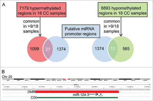 Figure 1. Hypermethylated and hypomethylated miRNA promoters in cholangiocarcinoma identified by overlapping genomic DMR and putative miRNA promoter coordinates. A) From 1374 putative miRNA promoter regions,Citation11 27 and 13 overlapped with 1099 hypermethylated and 565 hypomethylated regions, respectively, common to >9/18 CC samples.Citation7 B) Integrated Genomics Viewer (IGV 2.3)Citation41 browser view on an example of a hypermethylated DMR common to 17 of 18 CC patientsCitation7 and overlapping with the promoter of miR-124-3 (see Supplementary Table S2). CGI: CpG island.