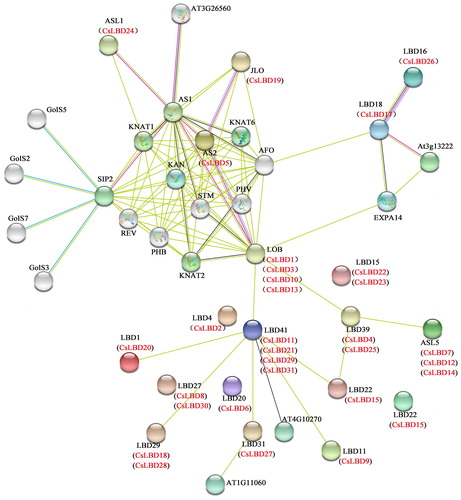 Figure 4. Interaction networks of LBDs in C. sinensis according to the orthologs in Arabidopsis.